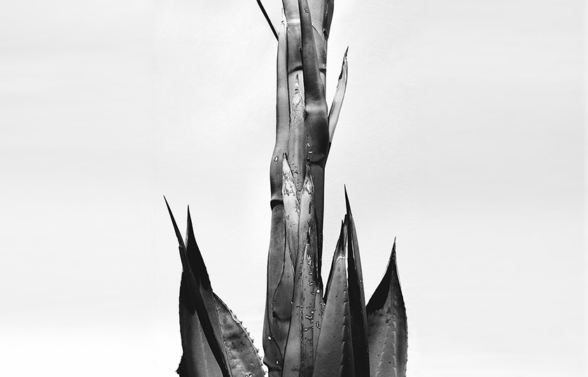 植物を求めて世界を巡る