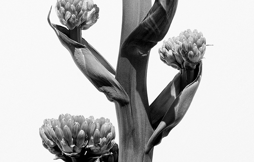 植物を通して発信するメッセージ